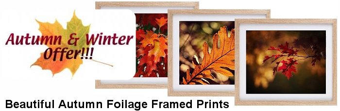 Autumn Foilage Prints